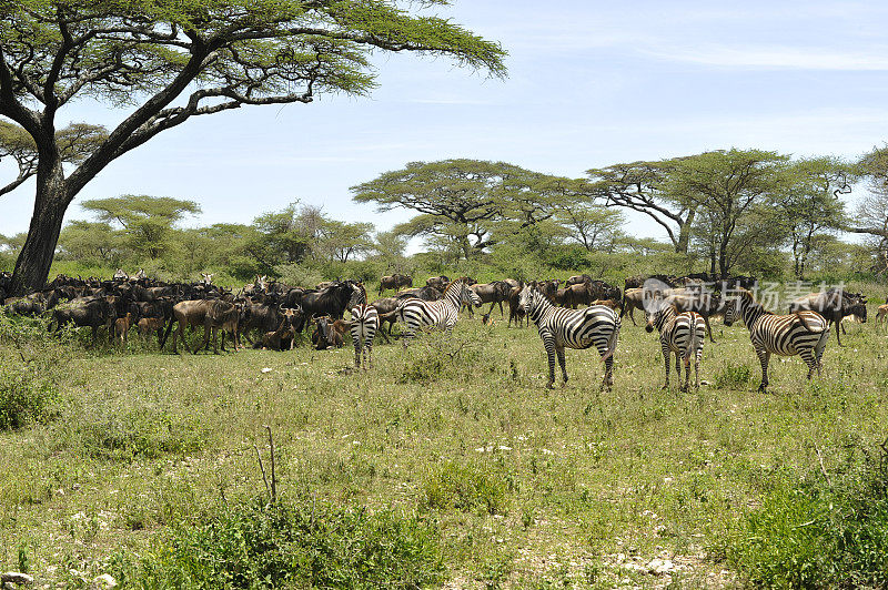 塞伦盖蒂，一大群羚羊和斑马