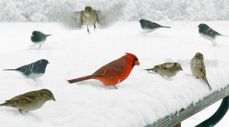 雌红衣主教在雪中发现鸟食，吸引不速之客