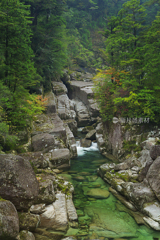 日本屋久岛屋久木陆地上的雨林河