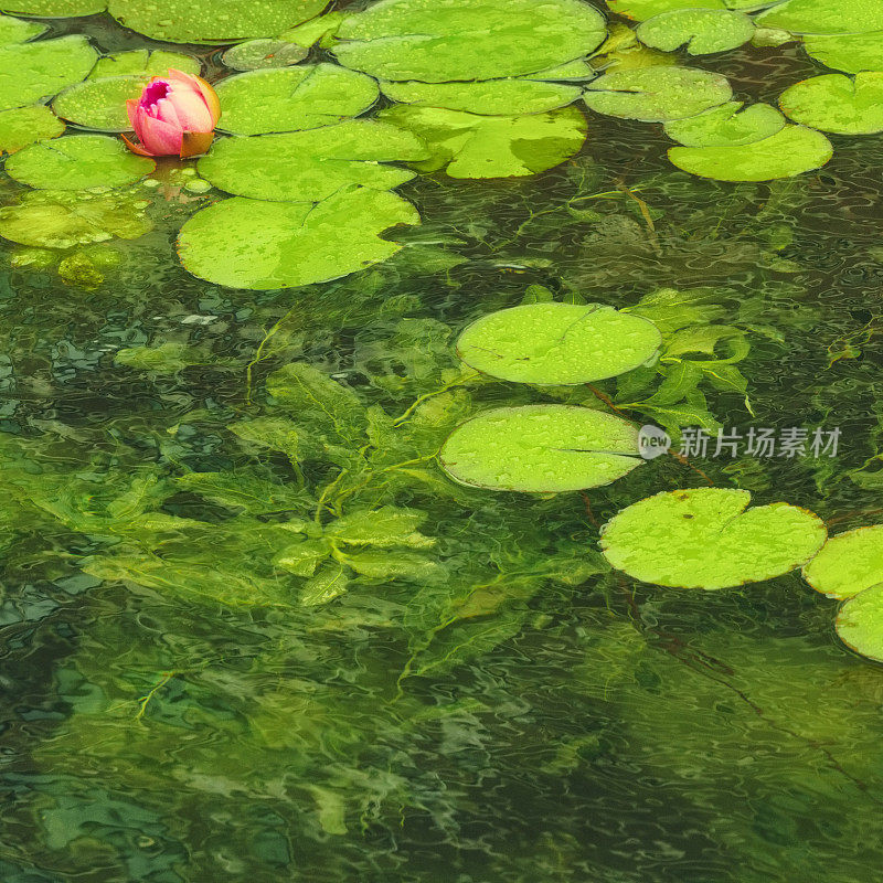 绿水百合池