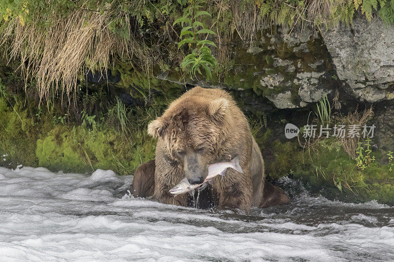阿拉斯加布鲁克斯瀑布，棕熊在吃鱼