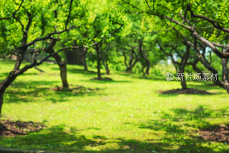 绿色花园散焦抽象背景