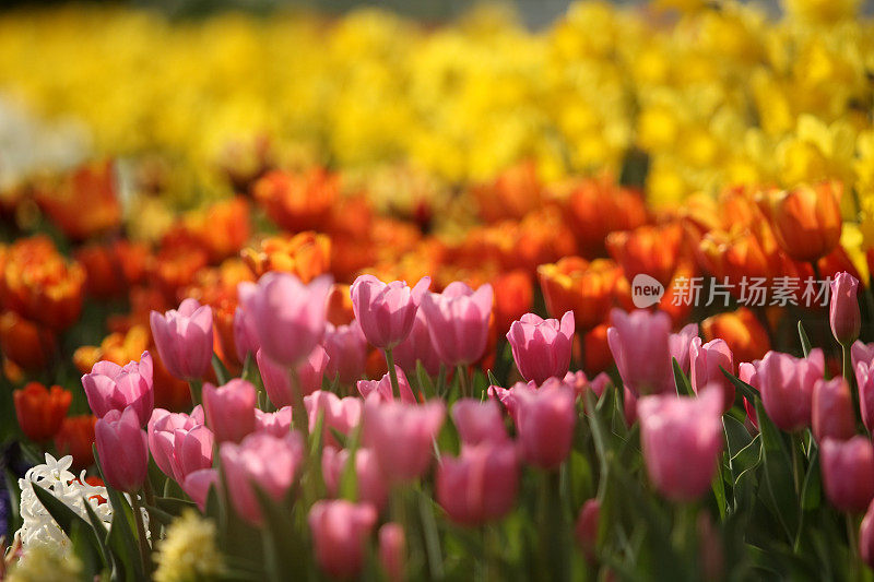 色彩斑斓的春花