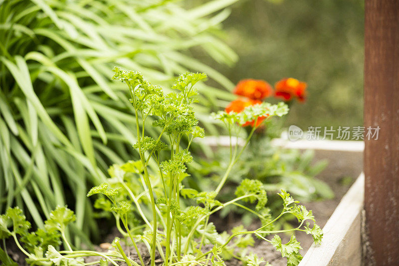 家庭香草园中的欧芹。