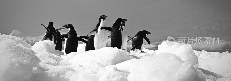 南极企鹅全景