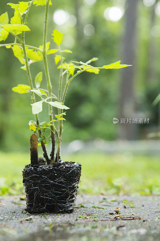 番茄植物