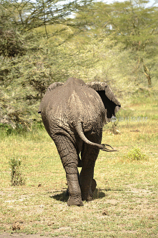 孤独的雄性大象