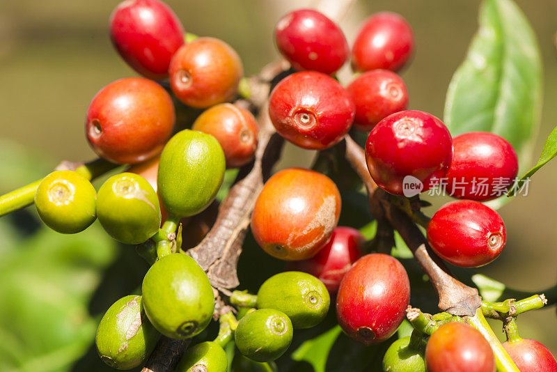 鲜红和绿色的咖啡种子在户外种植。