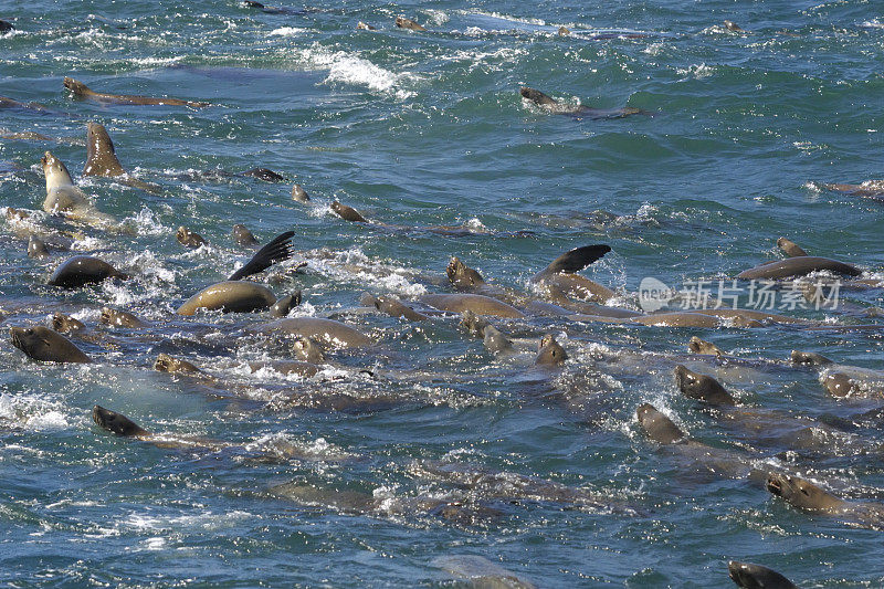 许多野生海狮在疯狂进食