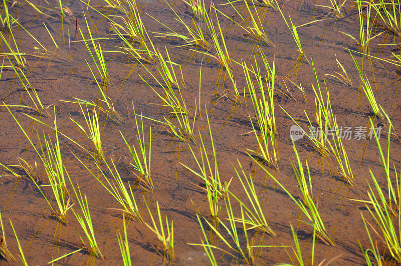 淹水的稻田-水稻植株的特写