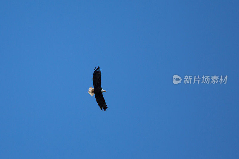 白头鹰在湛蓝的天空中飞翔