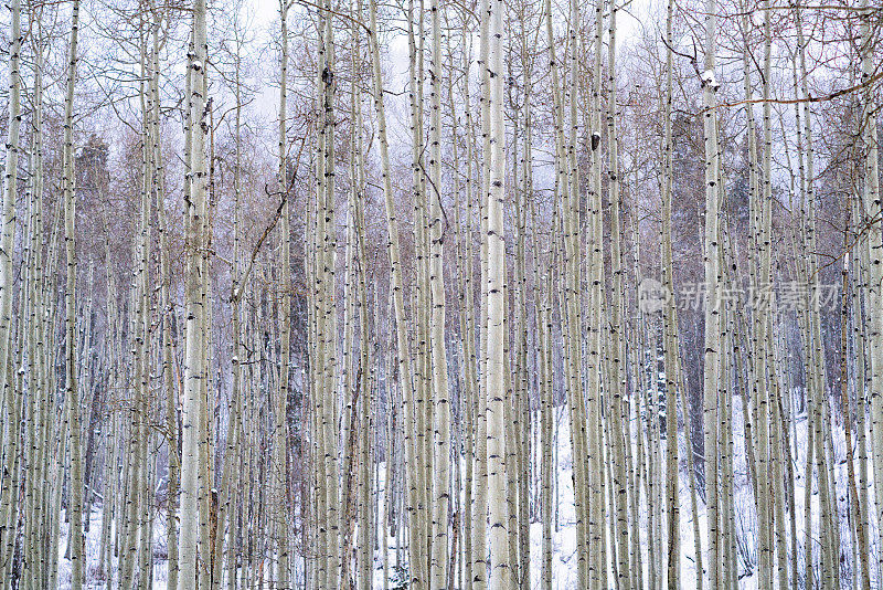 冬季白杨树与新鲜的雪