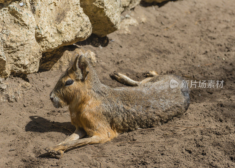 巴塔哥尼亚野兔