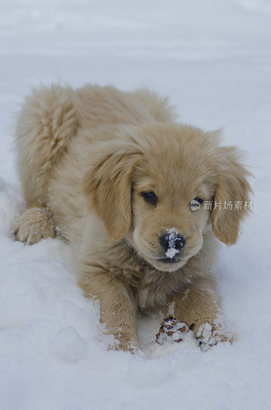 金毛寻回犬在雪地里玩耍