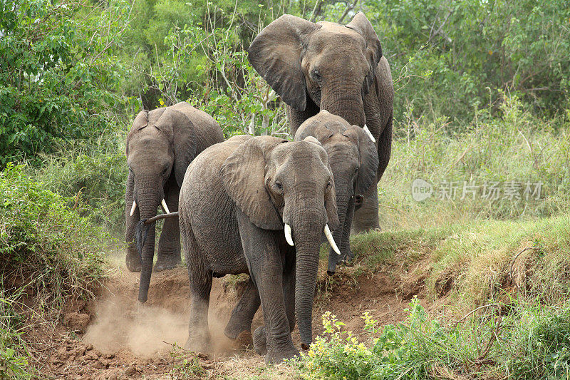 一小群非洲象从森林里出来。
