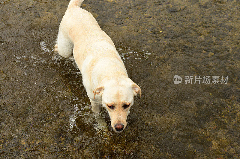 拉布拉多寻回犬