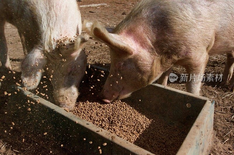 两只粉红猪在喂食