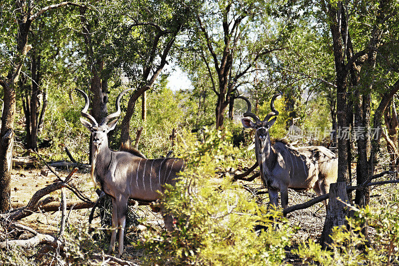 南非马迪克维野生动物保护区的两只雄性大Kudus