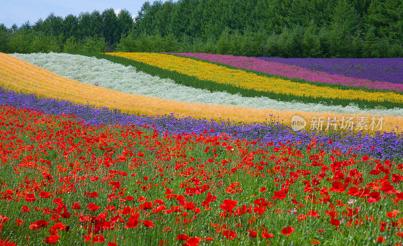 北海道夏日花田