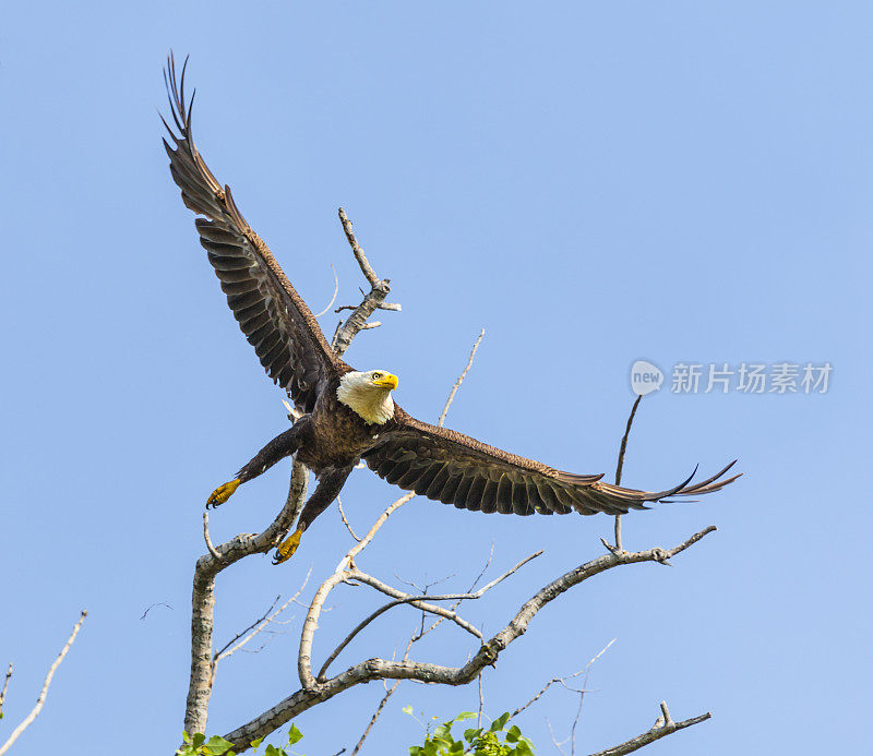 优雅的秃鹰从树顶俯冲