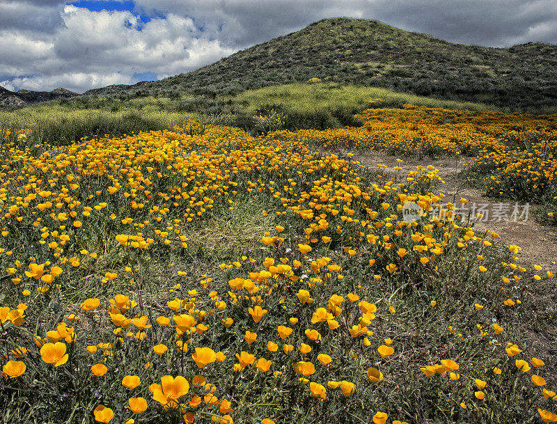 加州沙漠和云景中的金色罂粟花