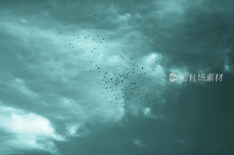 天空中有一群鸟