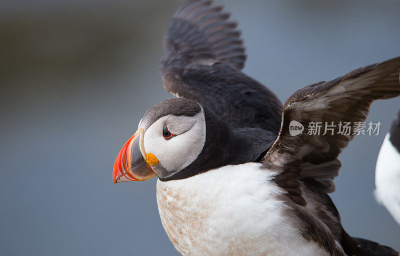 大西洋海雀