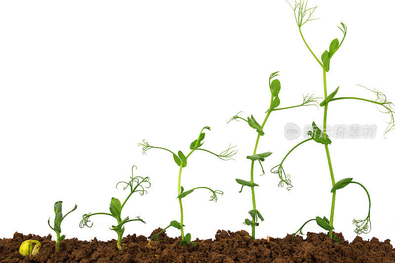 土壤中的植物序列:白色背景上的绿豌豆分离物