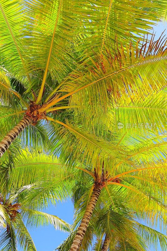 热带天堂放松，椰子树绿荫下