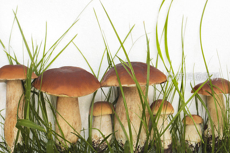 收集可食用的野生蘑菇。