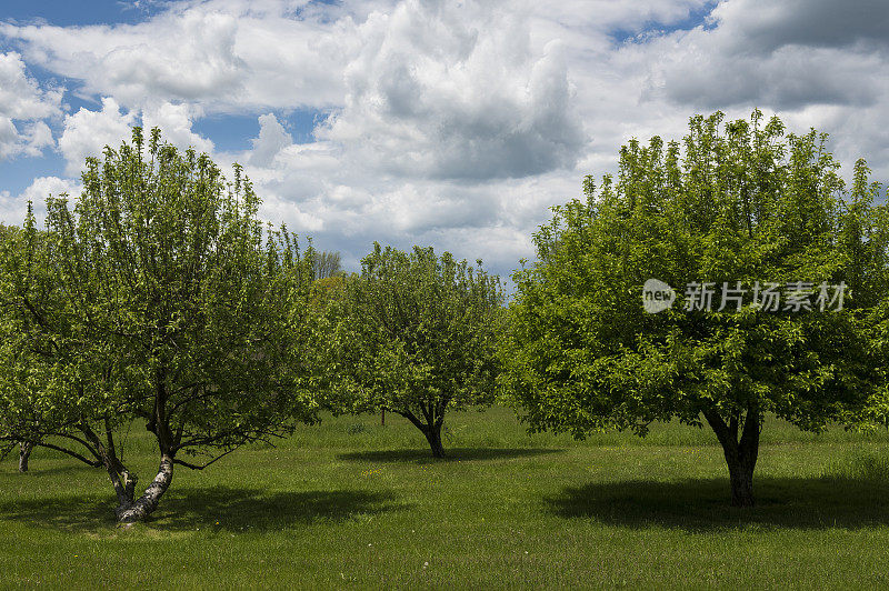 春天的三棵苹果树
