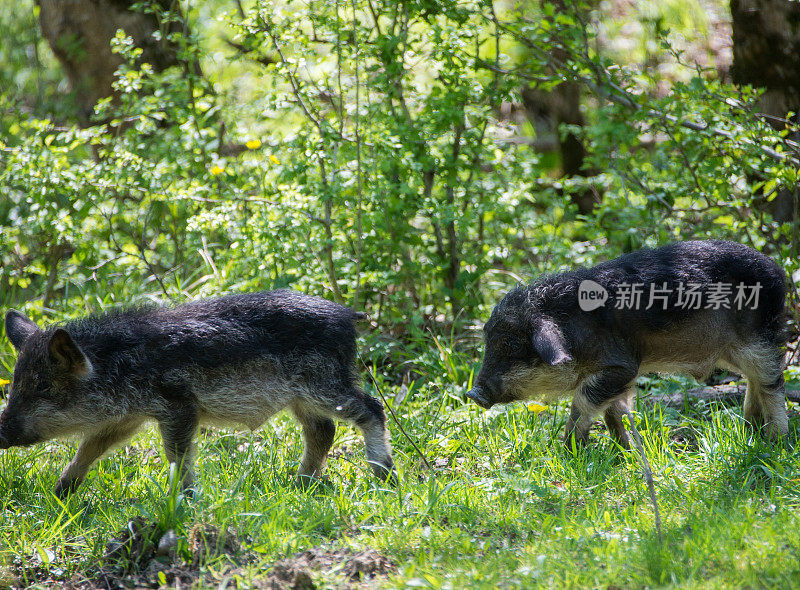 两只奔跑的黑毛猪繁殖匈牙利Mangalica