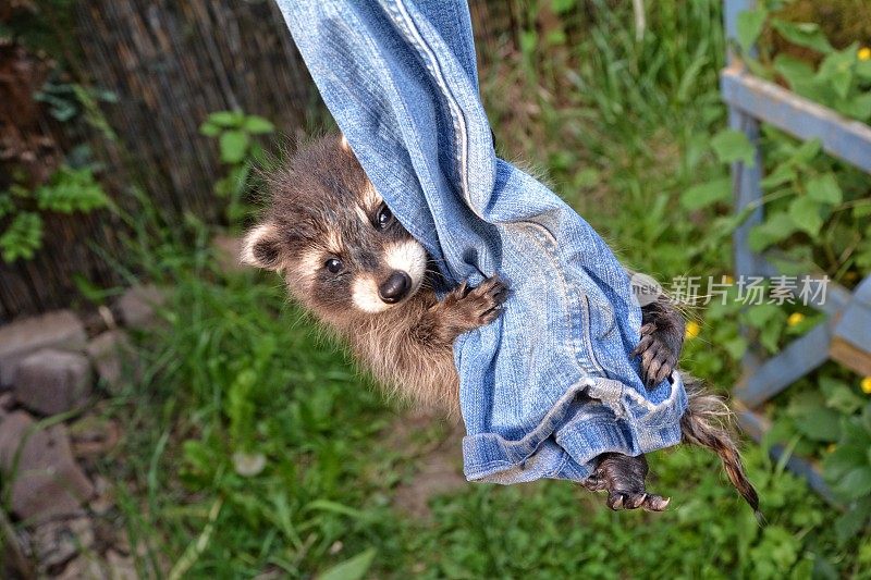 一条小浣熊宝宝挂在牛仔裤上