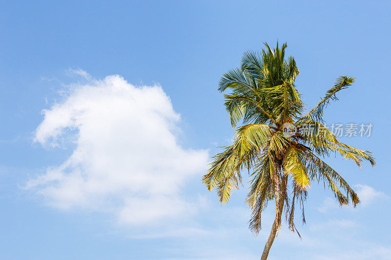 美丽的风景棕榈树在海滩上