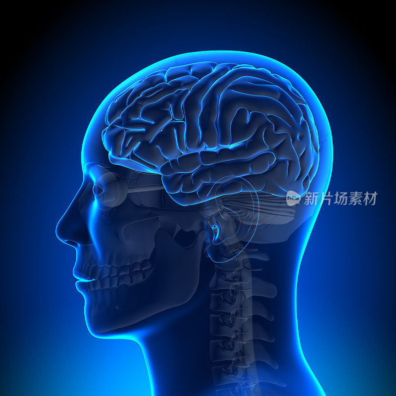 大脑解剖-蓝色空白