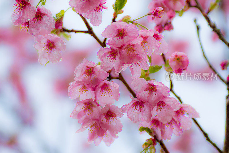 八重桜と雨