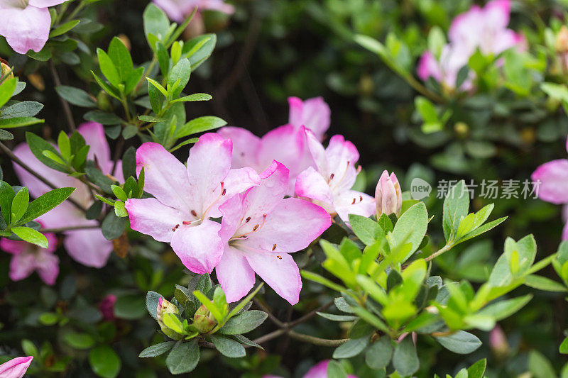 杜鹃花在春天开花