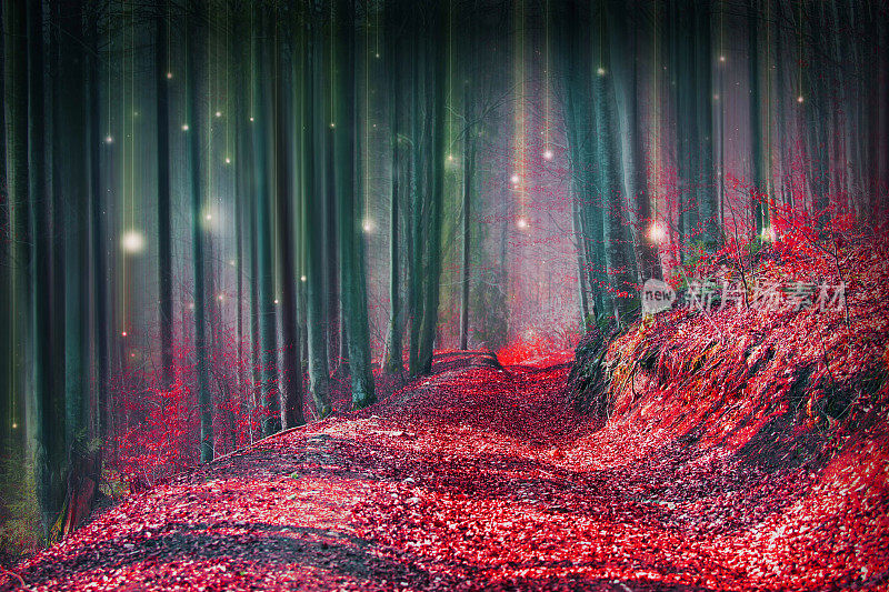 魔幻童话般的森林，萤火虫的灯光和神秘的道路