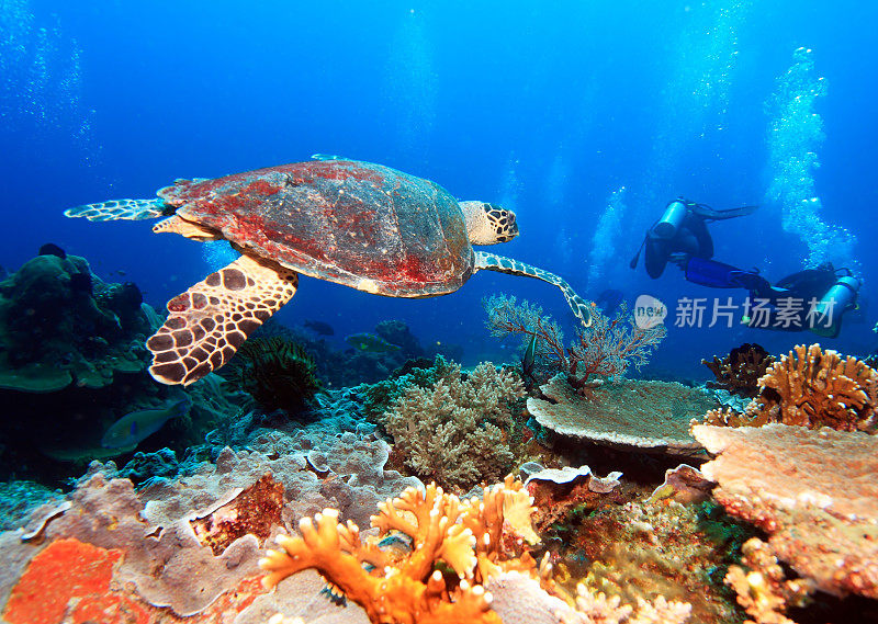 巴厘岛珊瑚礁附近的绿海龟