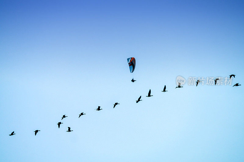 滑翔伞与鸟群飞行