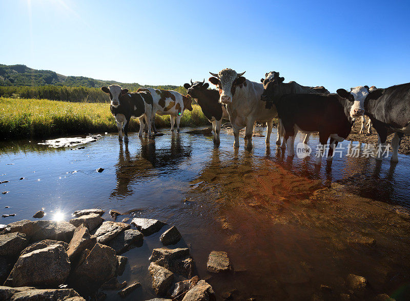 好奇的奶牛一边看着摄像机一边走过小河
