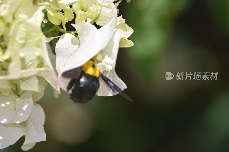 黄色的大黄蜂靠近一朵白色的花