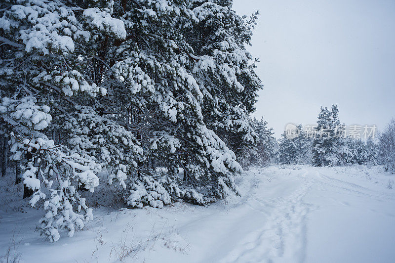 奇妙的冬日森林里白雪覆盖的大树户外拍摄