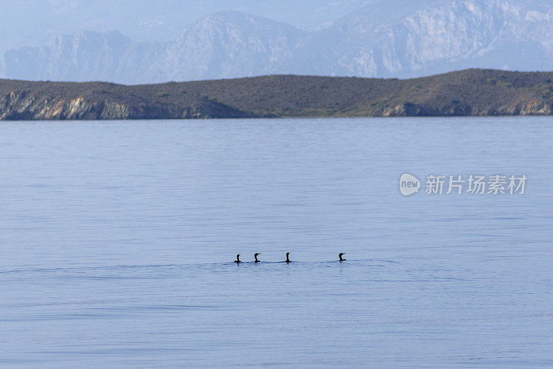 在土耳其博德鲁姆格拉附近的爱琴海戈科娃湾海岸的鸬鹚