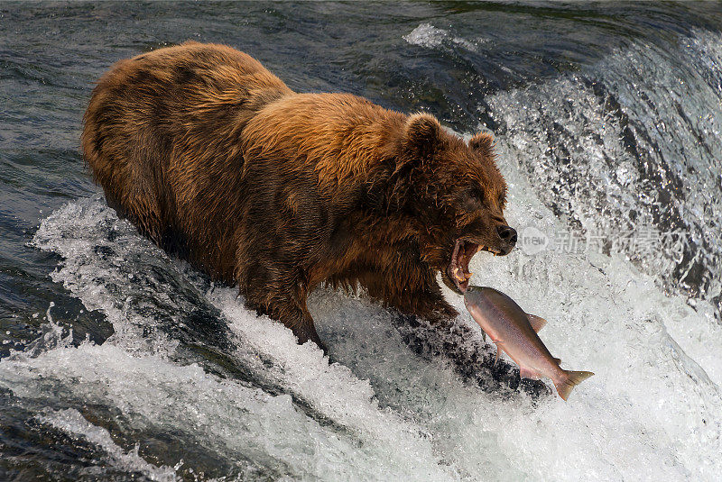 熊准备用嘴抓鲑鱼