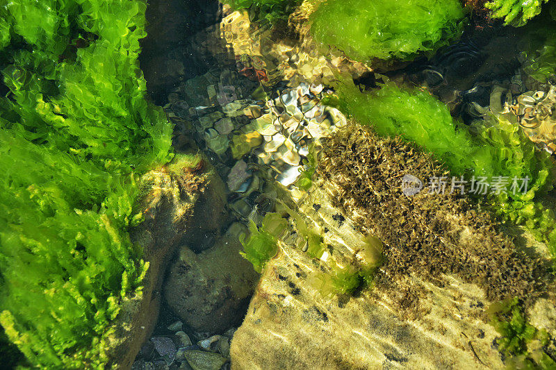 透明水中的海藻