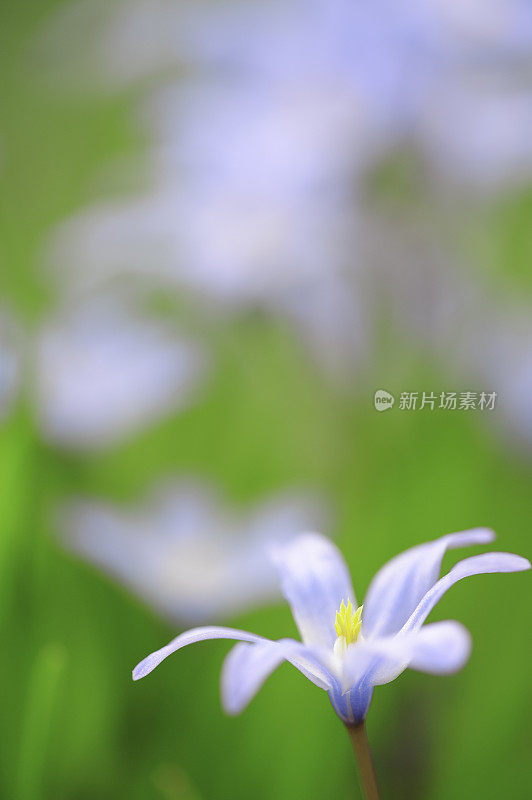 银矾在春天开花