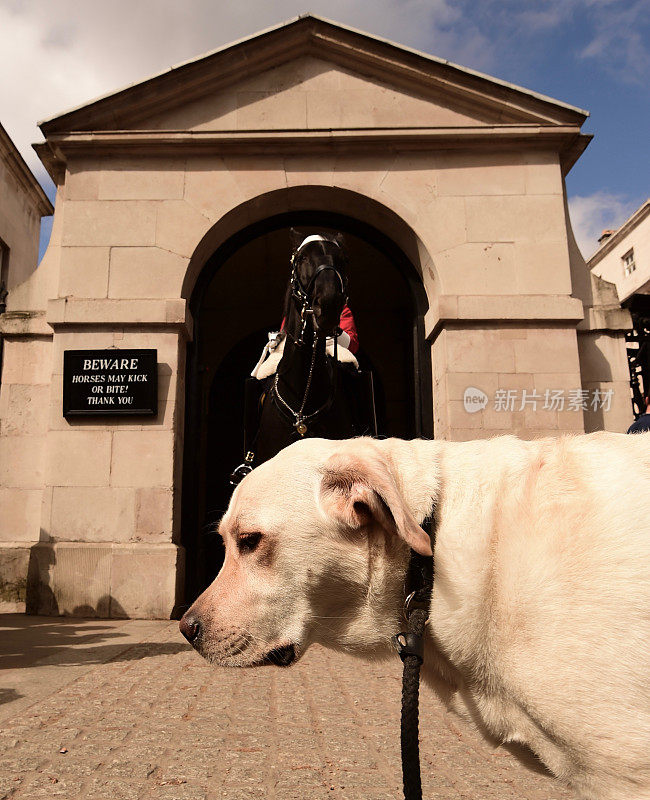 拉布拉多寻回犬和英国骑兵卫队