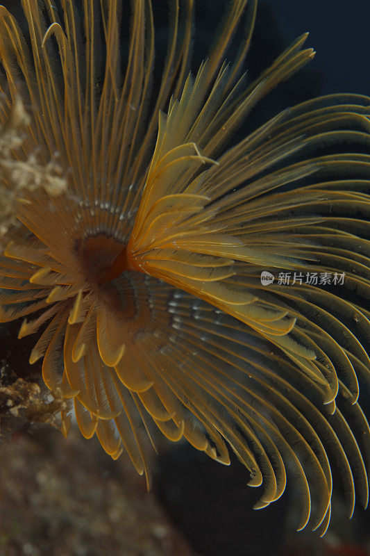 海洋生物螺旋管虫沙贝拉spallanzanii水下之美