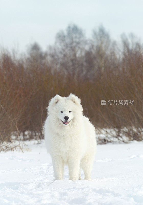 萨摩耶犬(冬天)